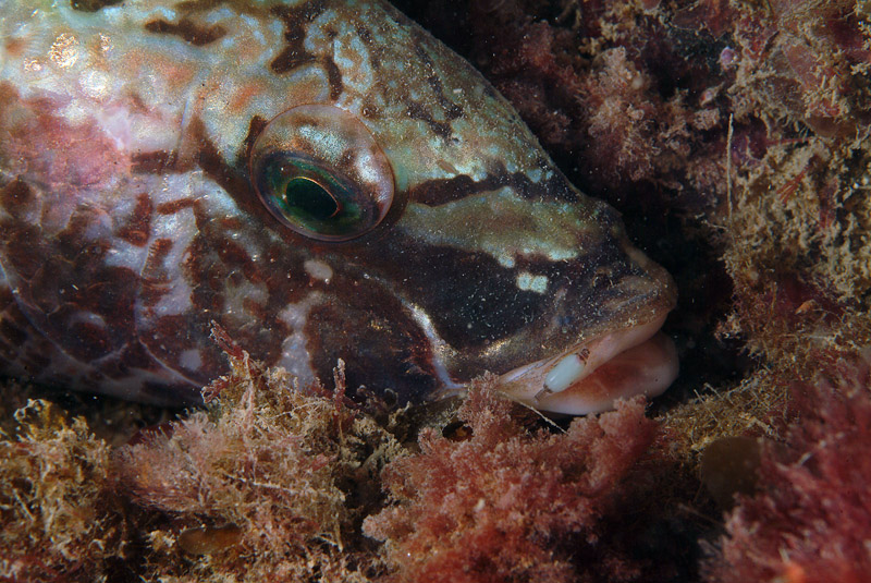 Symphodus tinca con parassita